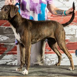 Thor - Mountain Cur