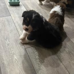Black tri boy - Black tri-color male Australian Shepherd puppy in Saint Augustine, Florida from NorthBeach Aussies