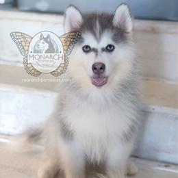 Monarch BeeBee - Silver and white male Pomsky puppy in Greeley, Colorado from Monarch Pomskies | Northern Colorado