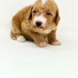 LIBERTY - Red  female Goldendoodle puppy in Davison, Michigan from Dreaming Doodles