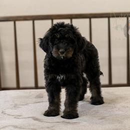 Olympic - Phantom female Bernedoodle puppy in Eureka, Illinois from Joley Aire Family Dogs