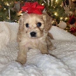 Cavalier King Charles Spaniel and Cavapoo Puppies from K’s Cavys