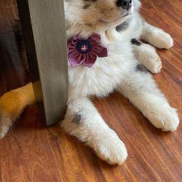 Pomsky Puppies from Pomskies 4 Dayz
