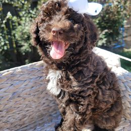 Goldendoodle Puppies from Heavenly Goldendoodles