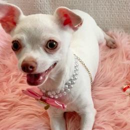 Lil'Debbie - Cream and white female Chihuahua puppy in North Carolina & Lake Placid., North Carolina from Precious Petite Puppies