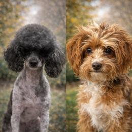 Cavapoo puppies from Hattie’s Texas Cavapoos