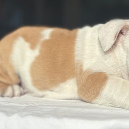 Bulldog Puppies from Anthony Manor Bulldogs