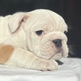 Bulldog Puppies from Anthony Manor Bulldogs