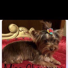 Yorkshire Terrier All Grown Up from Dj’s House of Yorkies