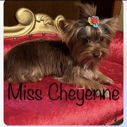 Yorkshire Terrier All Grown Up from Dj’s House of Yorkies