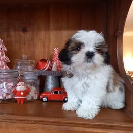 Shih Tzu Puppies from Tiny Bubbles Shih Tzus