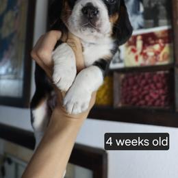 Marigold - Black tan and white male Beagle puppy in Susanville, California from Homegrown Beagles