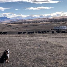 Miniature Australian Shepherd Puppies from CKO Country Road Aussies
