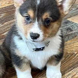 Pembroke Welsh Corgis from Wishing Star Puppies / Corgis