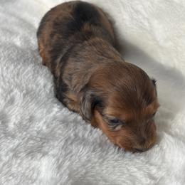 Piper - Dapple female Dachshund puppy in Humphreys, Missouri from Foster’s Dachshunds
