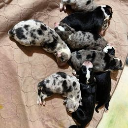 Australian Shepherd Puppies from Kamm's Aussies