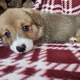 Phillip - Red male Pembroke Welsh Corgi puppy in Castle Rock, Washington from Heckman Corgis