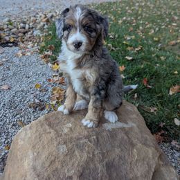 Autumn - Blue merle female Bernedoodle puppy in Beach City, Ohio from Blue Cloud Doodles