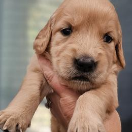 Ms. Red - Light golden female Golden Retriever puppy in Mocksville, North Carolina from Hunting Creek Kennels & Farm