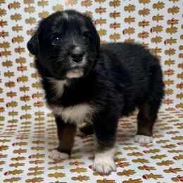 Barrel - Black tri male Miniature Australian Shepherd puppy in Hillsboro, Texas from H&J Aussies