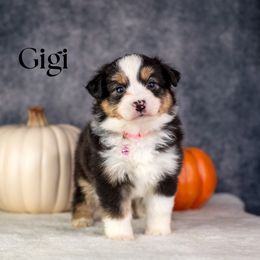 GEORGIANA - Black tri female Miniature American Shepherd puppy in Puyallup, Washington from TRAILS END Minis