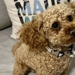 Cavapoos from Corringtons Curls