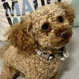 Cavapoos from Corringtons Curls