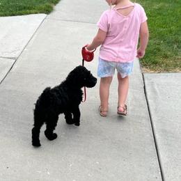 Poodle Puppies from Mountain Vista Pups