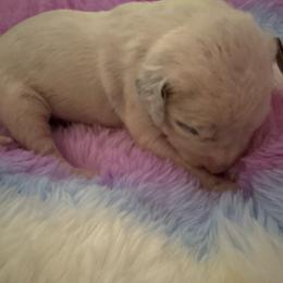 AI - White and black male Dalmatian puppy in Fort Cavasos, Texas from Mainstreet Dalmation