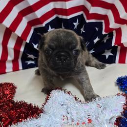 Dark Brindle Boy (red toe) - Brindle male Pug puppy in Tulsa, Oklahoma from Locust Creek Pugs & Japanese Chin's