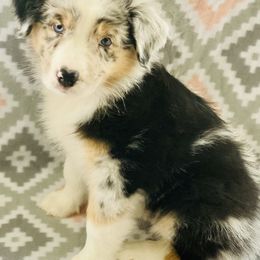 Australian Shepherd Puppies from Jo’s Aussies