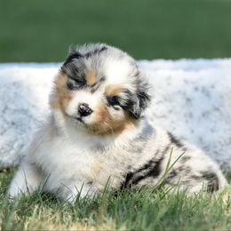 Glory - Blue merle female Australian Shepherd puppy in Chickasha, Oklahoma from Rustic Lace