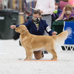 Golden Retriever All Grown Up from GoldRox Goldens