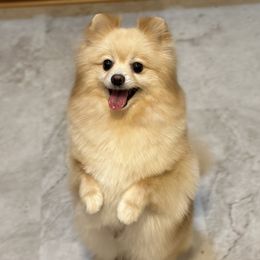 Lesy - Pomeranian