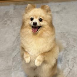 Lesy - Pomeranian