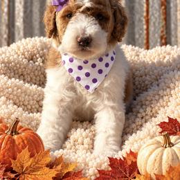 Purple girl - Parti female Goldendoodle puppy in Waskom, Texas from Pearls & Curls doodles & poodles