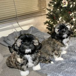 Shih Tzu Puppies from Precious to the world Shih Tzu’s