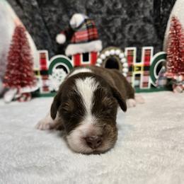 Gingy - Red tri-color male Australian Shepherd puppy in Peach Bottom, Pennsylvania from Arcadia Australian Shepherds