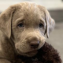 Dilute Retrievers and Labrador Retrievers from McKenzie Reign Labradors