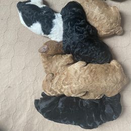 Poodle Puppies from Sweet Country Standards