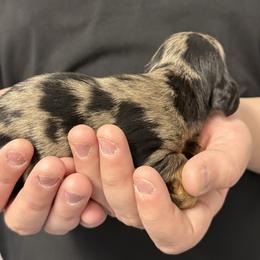 Montana - Dapple male Dachshund puppy in Ft Dodge, Iowa from Secret Reality