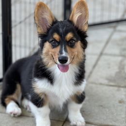 Birdie - Black and tan female American Corgi puppy in Dade City, Florida from Red White & Bluie Corgi
