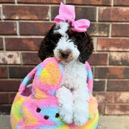 Yelena - Brown and white female Bernedoodle puppy in Owasso, Oklahoma from Kallams Bernedoodles & Bernese Mountain Dogs
