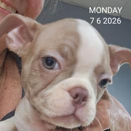 MILA SKYE Girl 2 (4th born) - Lilac female Boston Terrier puppy in Versailles, Indiana from Benhams Bostons