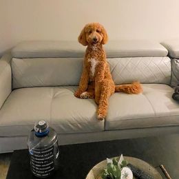 Goldendoodle All Grown Up from Doodle Life Goldendoodles