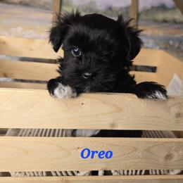 Oreo - Black and white male Havanese puppy in Trinity, Alabama from Tooties Cuties Havanese