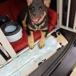 Lapponian Herder Puppies from Kuulas Kennels