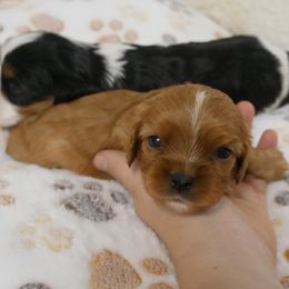 Rowena - Ruby female Cavalier King Charles Spaniel puppy in Marcellus, Michigan from Coolcreek Pets