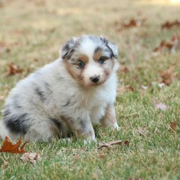 Patriot - Australian Shepherd puppy from Silverbrook Australian Shepherds