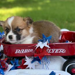Red - fluff carrier - Red male Pembroke Welsh Corgi puppy in Nashville, Arkansas from Whisenhunt Farms